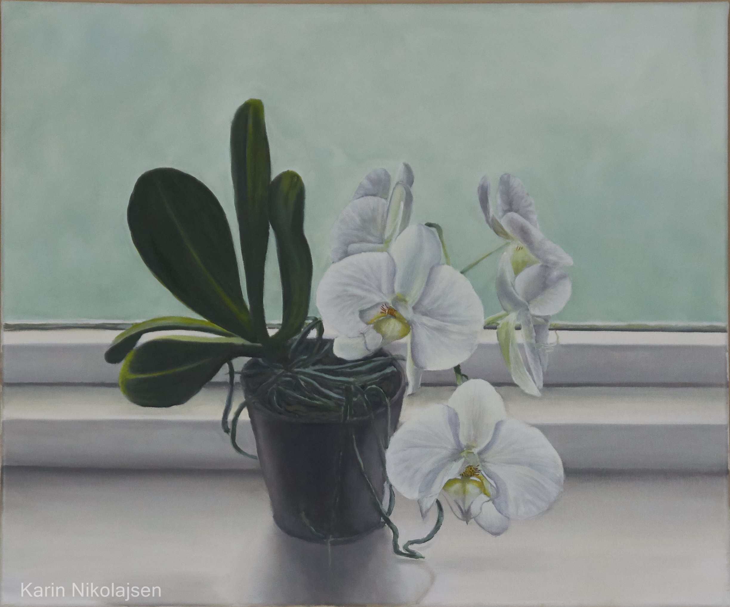 Orchid in Window Sill (Gentle backlit)